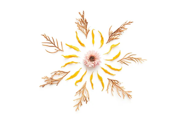Осіння Мандала Жовтих Сухих Пелюсток Листя Папороті Рожевої Квітки Білому — стокове фото