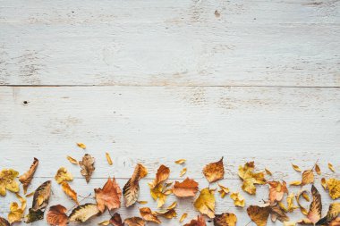 Sonbahar renklerinde, beyaz tahta üzerinde kuru yapraklardan yapılmış çerçeve. Yukarıdan bak. Düz yatıyordu. Boşluğu kopyala.