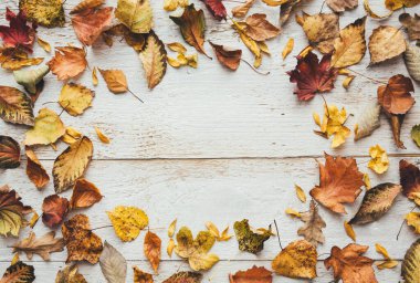 Sonbahar renklerinde, beyaz tahta üzerinde kuru yapraklardan yapılmış çerçeve. Yukarıdan bak. Düz yatıyordu. Boşluğu kopyala.