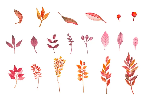Verzameling Van Aquarelplanten Herfstkleuren Twijgen Gras Bladeren Bessen Witte Achtergrond — Stockfoto