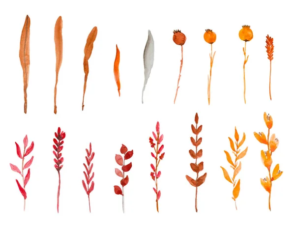 Collection Watercolor Plants Autumn Colors Twigs Grass Leaves Berries White Royalty Free Stock Images