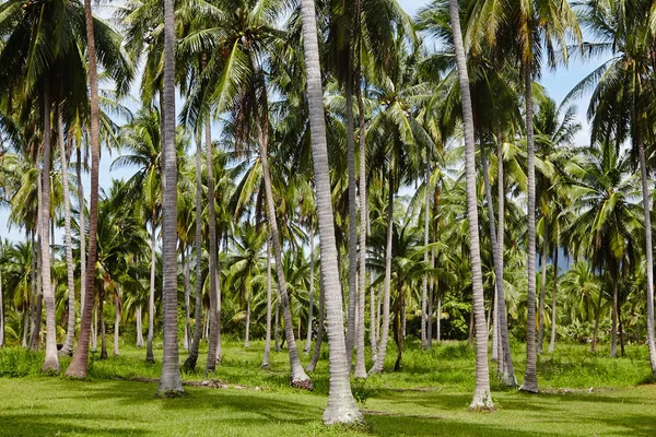 Palm Grove Koh Phangan Ilha Tailândia — Fotografia de Stock