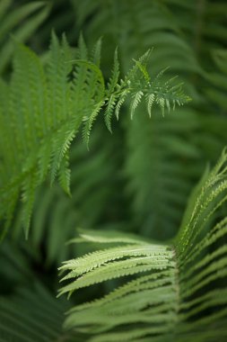 Tüm ihtişam içinde kabarık yaz Fern