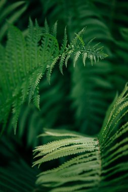 Tüm ihtişam içinde kabarık yaz Fern