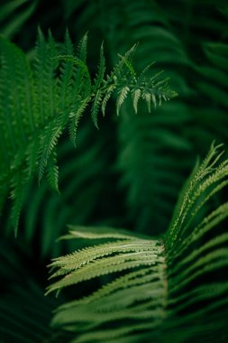 Tüm ihtişam içinde kabarık yaz Fern