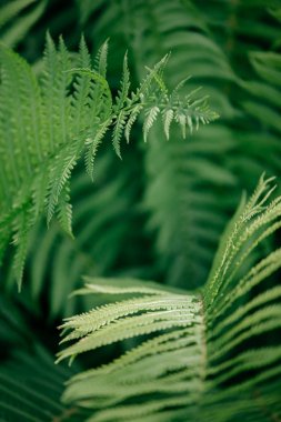 Tüm ihtişam içinde kabarık yaz Fern
