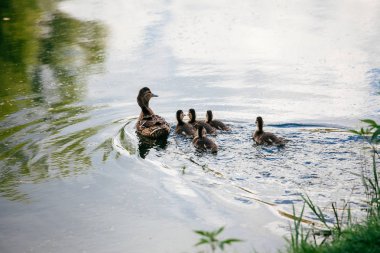 gölet yaz içinde ördekler ile anne ördek