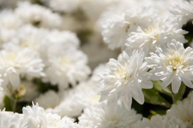 Krizantem yakın çekim güneşli yaz gününde çiçekler beyaz