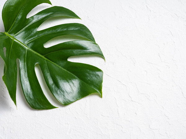 Beautiful shiny Monstera leaves on white background. Copy space.