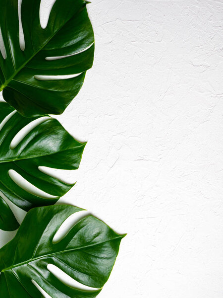 Beautiful shiny Monstera leaves on white background. Copy space.