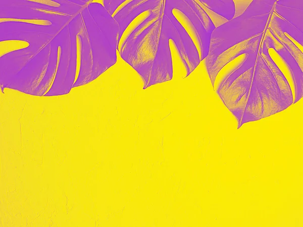 黄色の背景に美しい紫色のモンスターの葉 コピースペース — ストック写真
