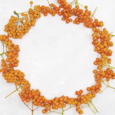 Hafif bir arka plan üzerinde parlak kırmızı Rowan meyveleri.