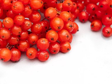 Hafif bir arka plan üzerinde parlak kırmızı Rowan meyveleri.