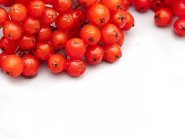 Hafif bir arka plan üzerinde parlak kırmızı Rowan meyveleri.