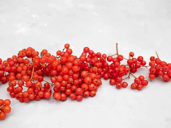 밝은 배경에 밝은 빨간 로완 열매. — 스톡 사진