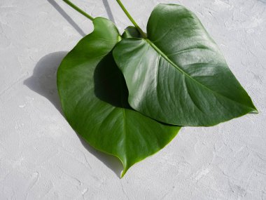 Gri beton backgr üzerinde monstera bitkinin iki yeşil yaprakları