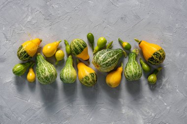 kabak, patlıcan açık gri bir arka plan, hasat yalan. Bu, 