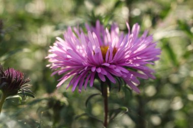 Bahçedeki güzel, pembe, paskalya çiçeğinin yakın çekimi.