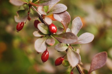 Berberis Thunbergii 'nin kırmızı meyveleri, Japon böğürtlenleri, Thunberg' in böğürtlenleri.