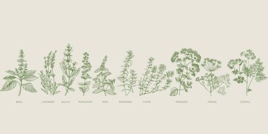 French cooking herbal sketch set clipart