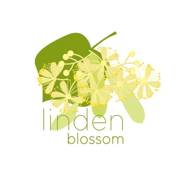 Illustration vectorielle couleur plate Linden blossom — Image vectorielle