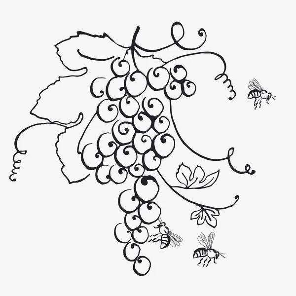 Grape Bunch Sketch Wine Label Poster Vector Hand Drawn Illustration — Stock Vector