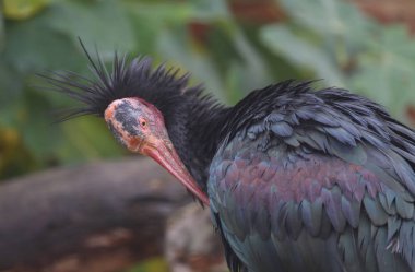 Uzun gagalı akbaba bakıp