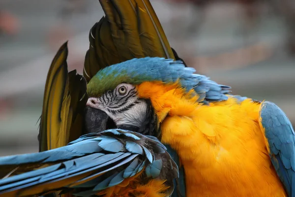 Guacamayo Azul Amarillo Acicalándose Fotos De Stock