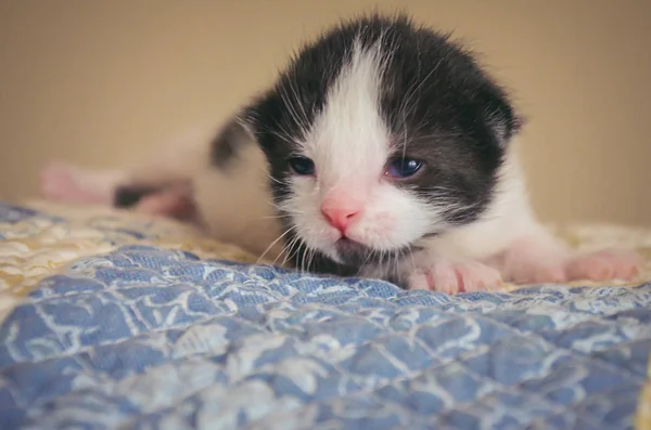 Recém Nascido Olhos Azuis Preto Branco Tux Kitten Acolchoado Cobertor — Fotografia de Stock