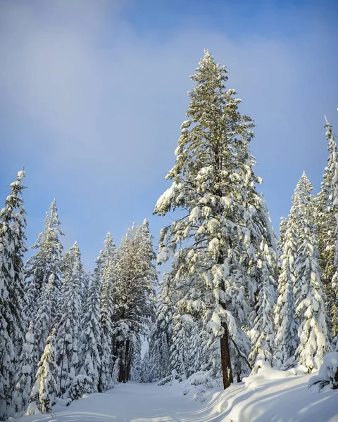 Uma Trilha Caminhadas Floresta Coberta Neve Inverno Fotos De Bancos De Imagens