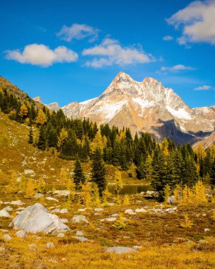 Altın Larch Purcell dağ aralığında - sonbahar / sonbahar Jumbo Pass manzara. British Columbia, Kanada