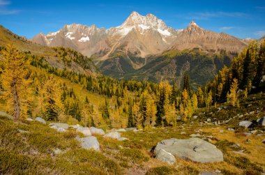 Altın Sonbahar, Jumbo Pass Purcell dağlar, British Columbia, Kanada melez (bitki)
