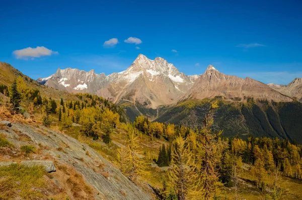 Goldene Lärche Herbst Jumbo Pass Den Purcell Mountains Britische Kolumbia — Stockfoto