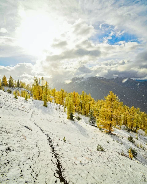 Goldene Lärche Und Schnee Herbst Auf Dem Mount Bruce Der — Stockfoto