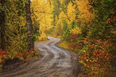 A dirt road in a forest in fall in Fernie, British Columbia, Canada clipart