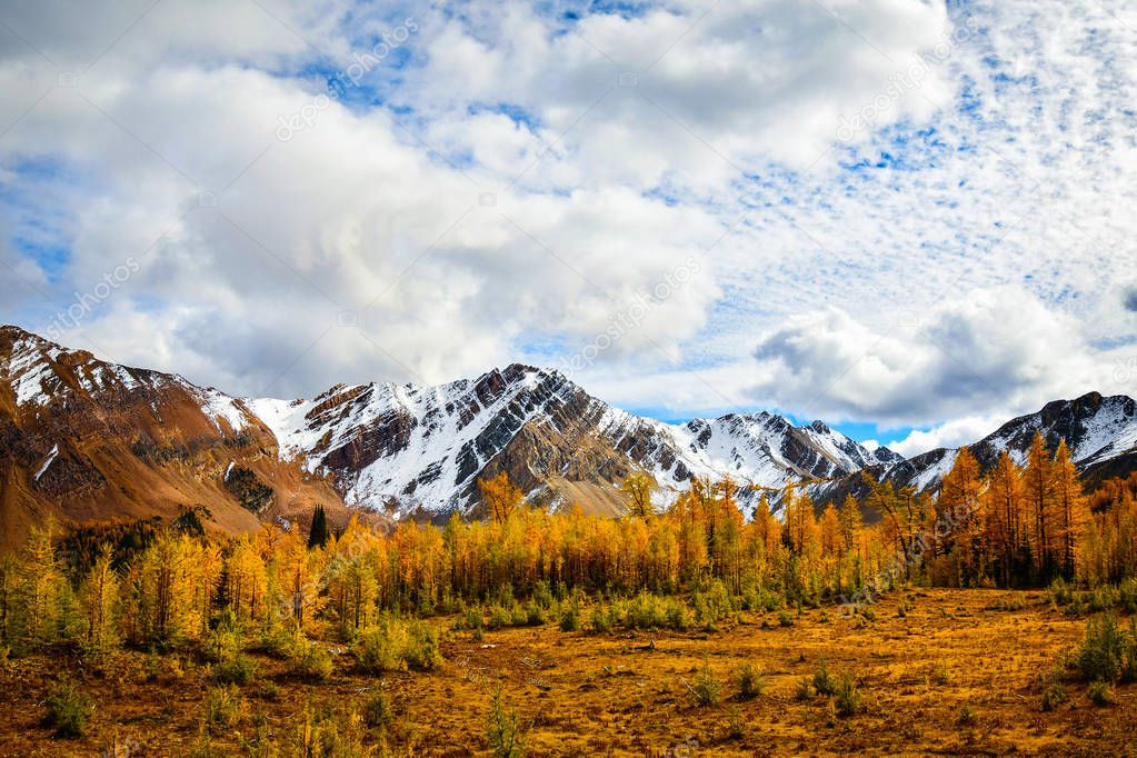 Brewer Creek, British Columbia, Canada in Fall with Golden Larch and snow covered mountains. Purcell Mountain Landscape