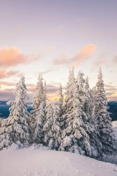 Gün batımında, Invermere, British Columbia, Kanada - kış Tema yakın Mount Swansea zirvesine ağaçlarda kar kaplı