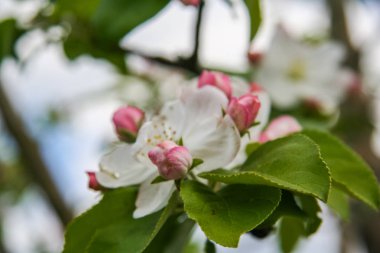 Bir bahar bahçe çiçek açması bir elma ağacı. Zaporozhye region, Ukrayna. Mayıs 2011