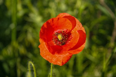 Vahşi kırmızı gelincik Tavri bozkır içinde. Zaporozhye region, Ukrayna. Mayıs 2011