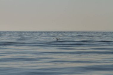 Kushugum köyü yakınındaki floodplains Dinyeper Nehri. Zaporozhye region, Ukrayna. Eylül 2018