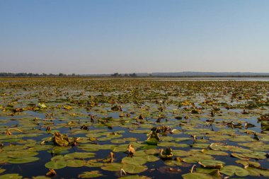 Kushugum köyü yakınındaki floodplains Dinyeper Nehri. Zaporozhye region, Ukrayna. Eylül 2018