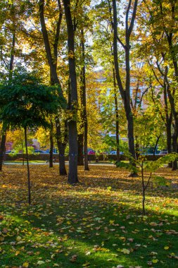 Taras Şevçenko Park (yeşil bina) Taras Şevçenko Üniversitesi, sokakta olan Kiev, ana binadan karşısında yer alır. Vladimirski Kiev şehir. 
