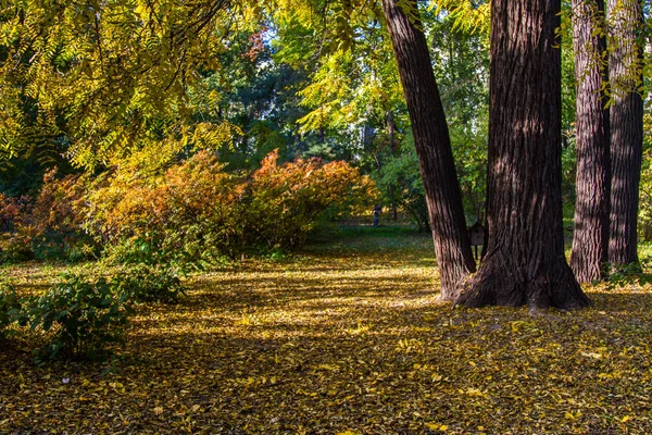 Národní Botanická Zahrada Pojmenované Nikolaj Nikolajevič Grishko Národní Akademie Věd — Stock fotografie