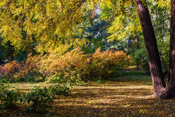 Národní Botanická Zahrada Pojmenované Nikolaj Nikolajevič Grishko Národní Akademie Věd — Stock fotografie