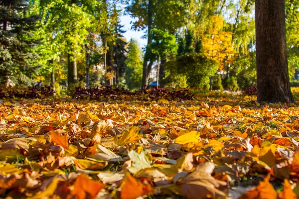 Taras Ševčenko Park Green Building Nachází Hlavní Budova Tarase Shevchenko — Stock fotografie