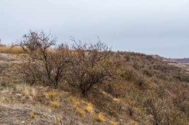 Tavrian bozkır korkunç frosts önce sıcak sonbahar son günlerinde. Zaporizhia bölgesi, Ukrayna. Kasım 2018