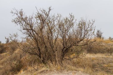 Tavrian bozkır korkunç frosts önce sıcak sonbahar son günlerinde. Zaporizhia bölgesi, Ukrayna. Kasım 2018