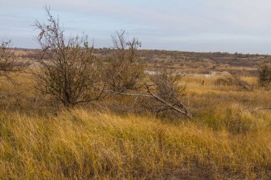 Tavrian bozkır korkunç frosts önce sıcak sonbahar son günlerinde. Zaporizhia bölgesi, Ukrayna. Kasım 2018