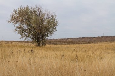 Tavrian bozkır korkunç frosts önce sıcak sonbahar son günlerinde. Zaporizhia bölgesi, Ukrayna. Kasım 2018
