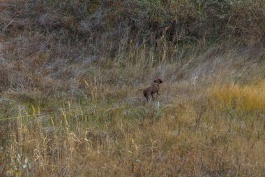 Tavrian bozkır korkunç frosts önce sıcak sonbahar son günlerinde. Zaporizhia bölgesi, Ukrayna. Kasım 2018